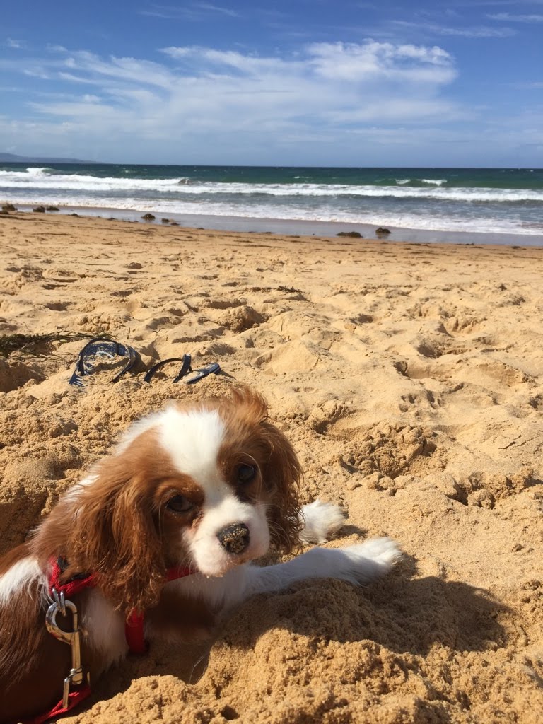 which beaches are dog friendly