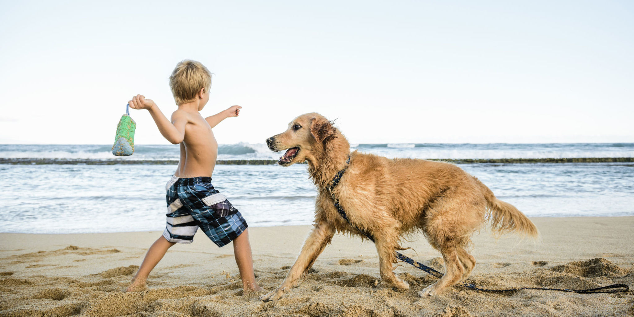 Top 5 Dog Friendly Beaches in Jervis Bay Dog friendly beach