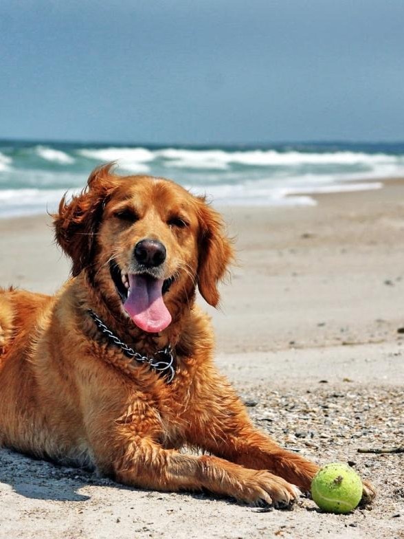 Dog on the beach at a pet friendly managed property